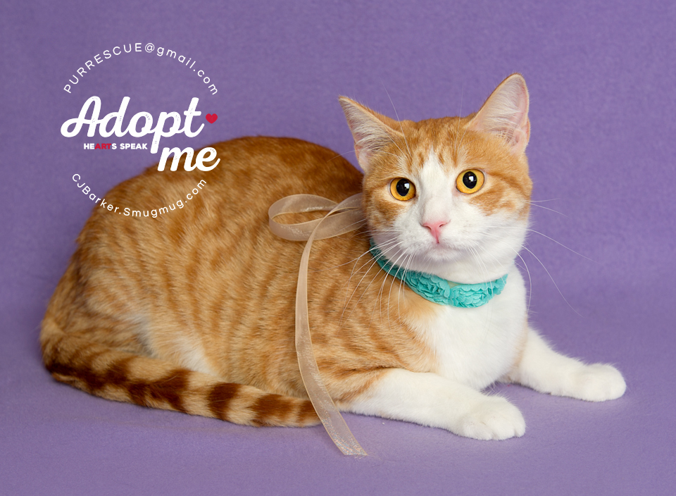 Sunday, an adoptable Domestic Short Hair in Pearland, TX, 77584 | Photo Image 3