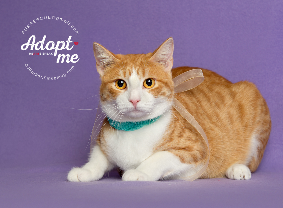 Sunday, an adoptable Domestic Short Hair in Pearland, TX, 77584 | Photo Image 4