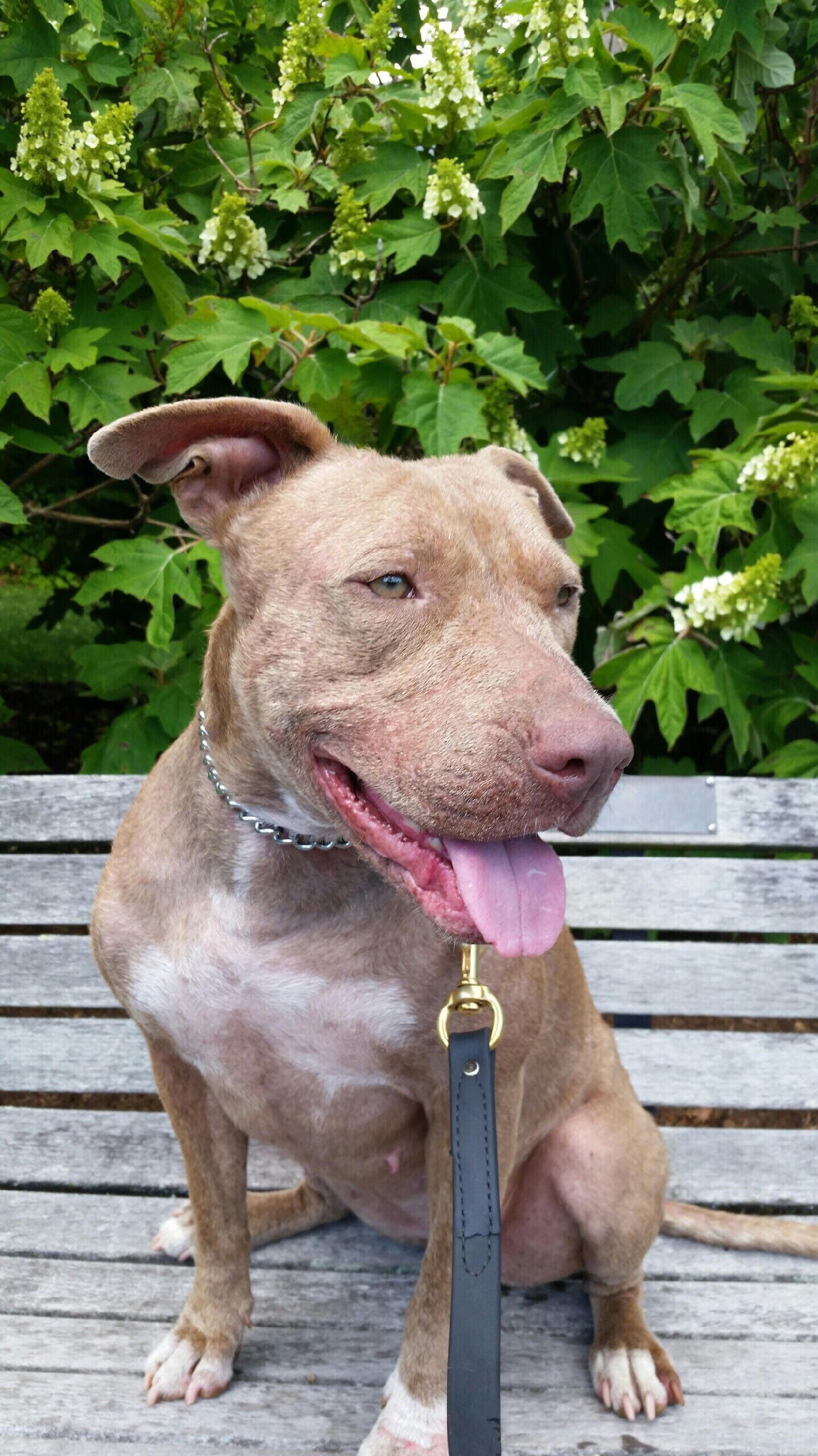Pansie, an adoptable Pit Bull Terrier in New York, NY, 10075 | Photo Image 1