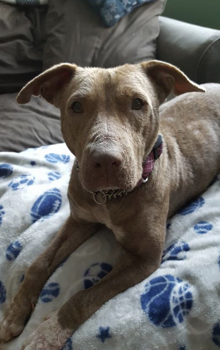 Pansie, an adoptable Pit Bull Terrier in New York, NY, 10075 | Photo Image 2