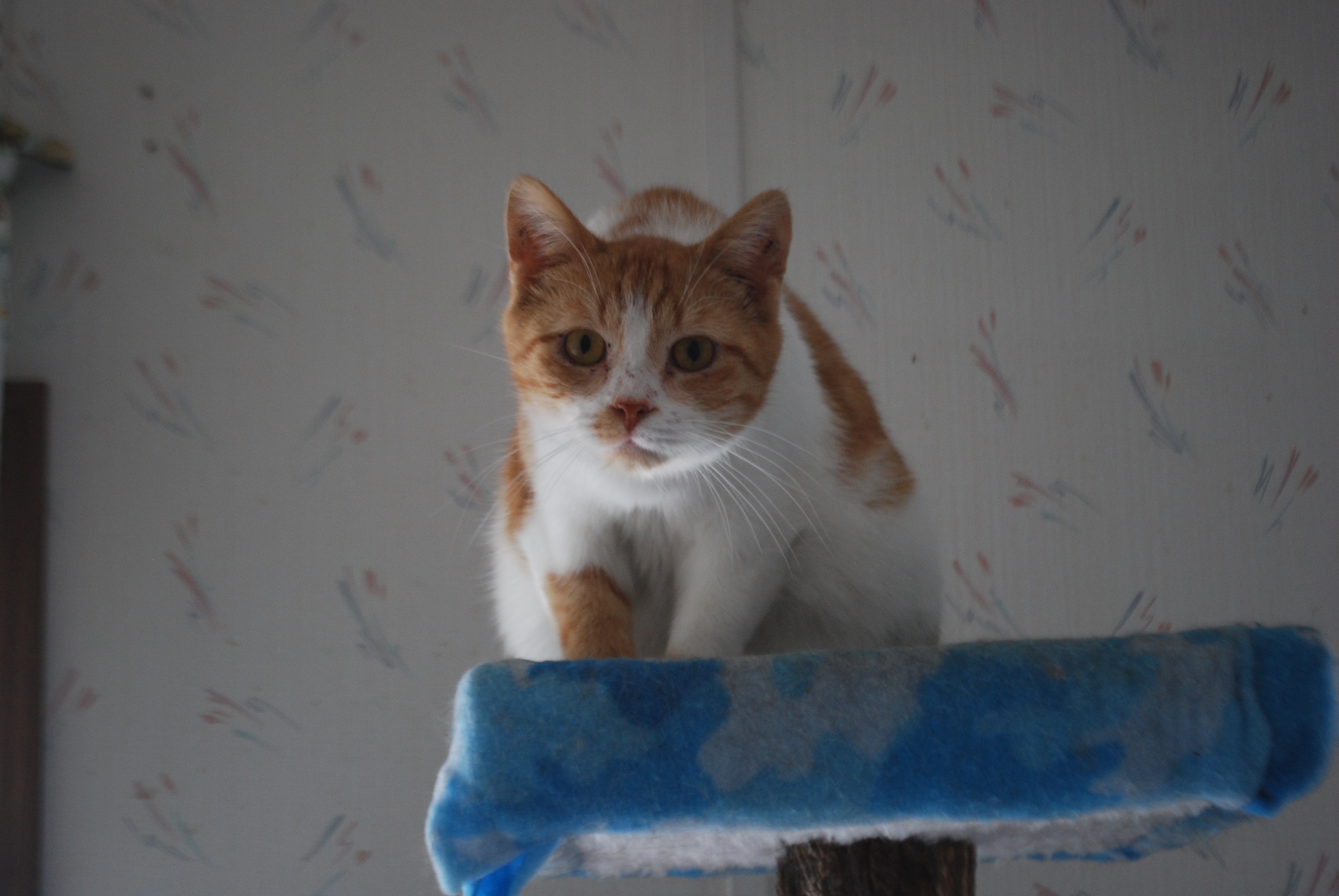 Ernie, an adoptable American Shorthair in Jefferson, OH, 44047 | Photo Image 3