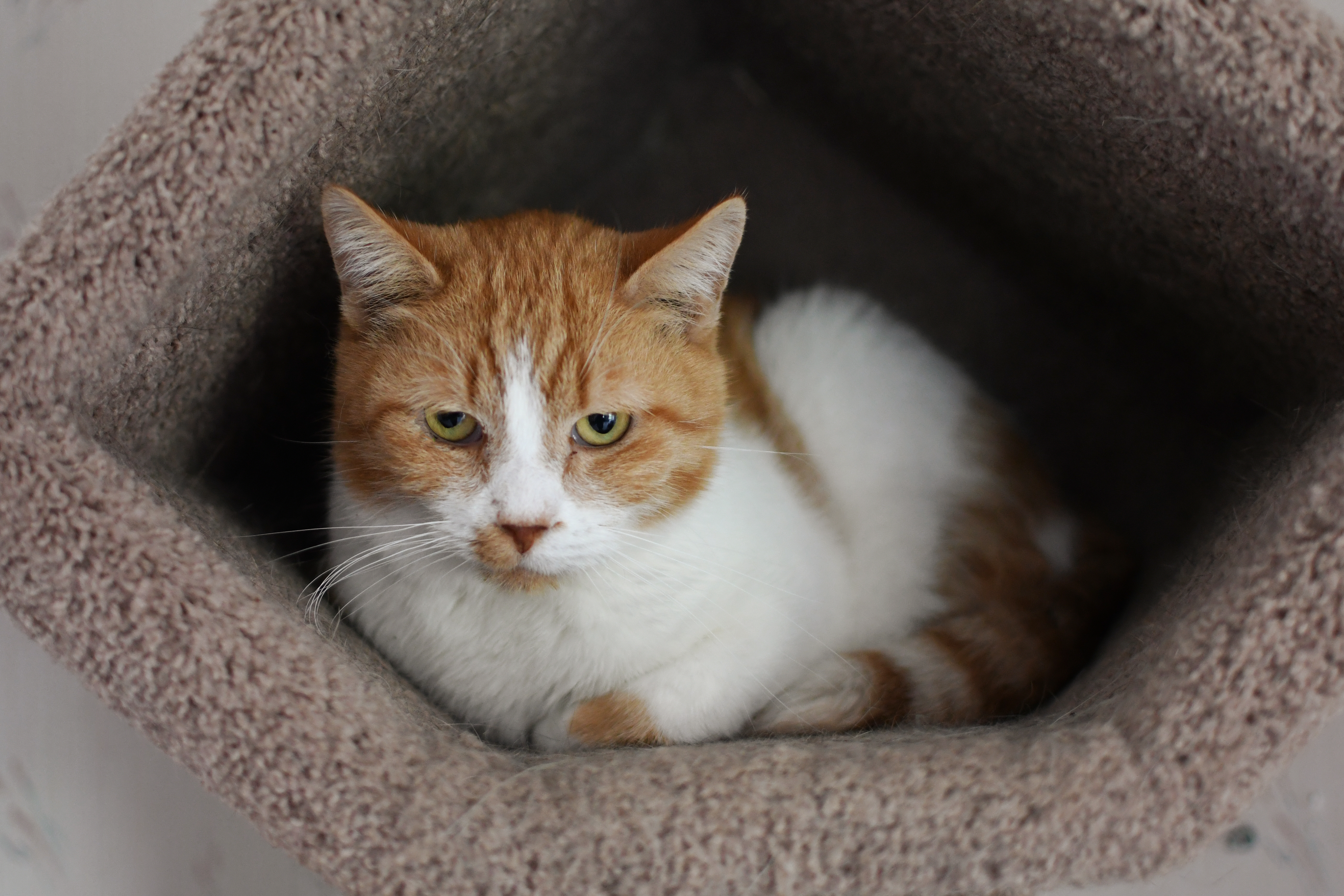 Ernie, an adoptable American Shorthair in Jefferson, OH, 44047 | Photo Image 1