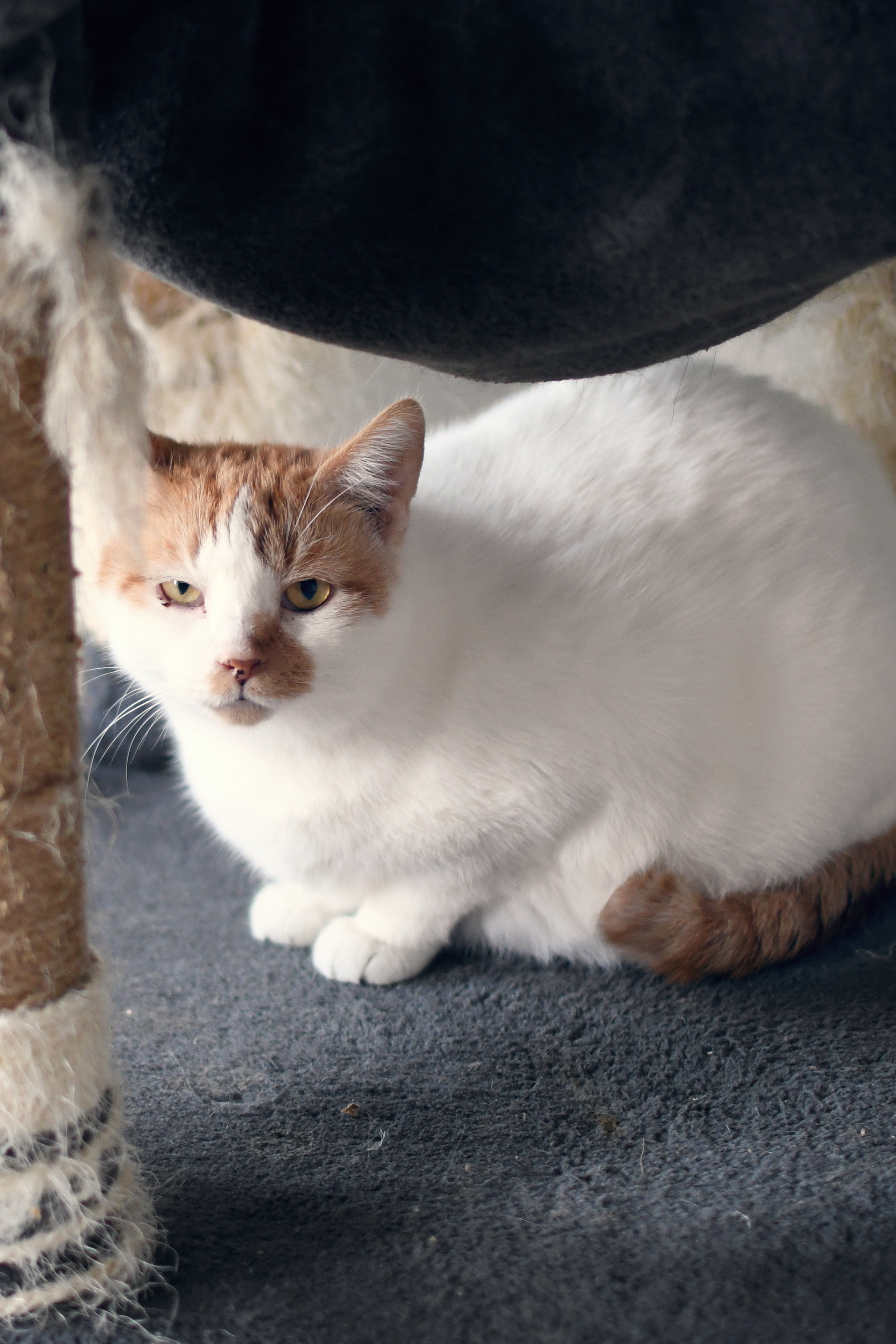 Bert, an adoptable American Shorthair in Jefferson, OH, 44047 | Photo Image 1