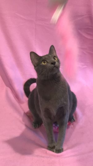 Camille, Adult Female unknown