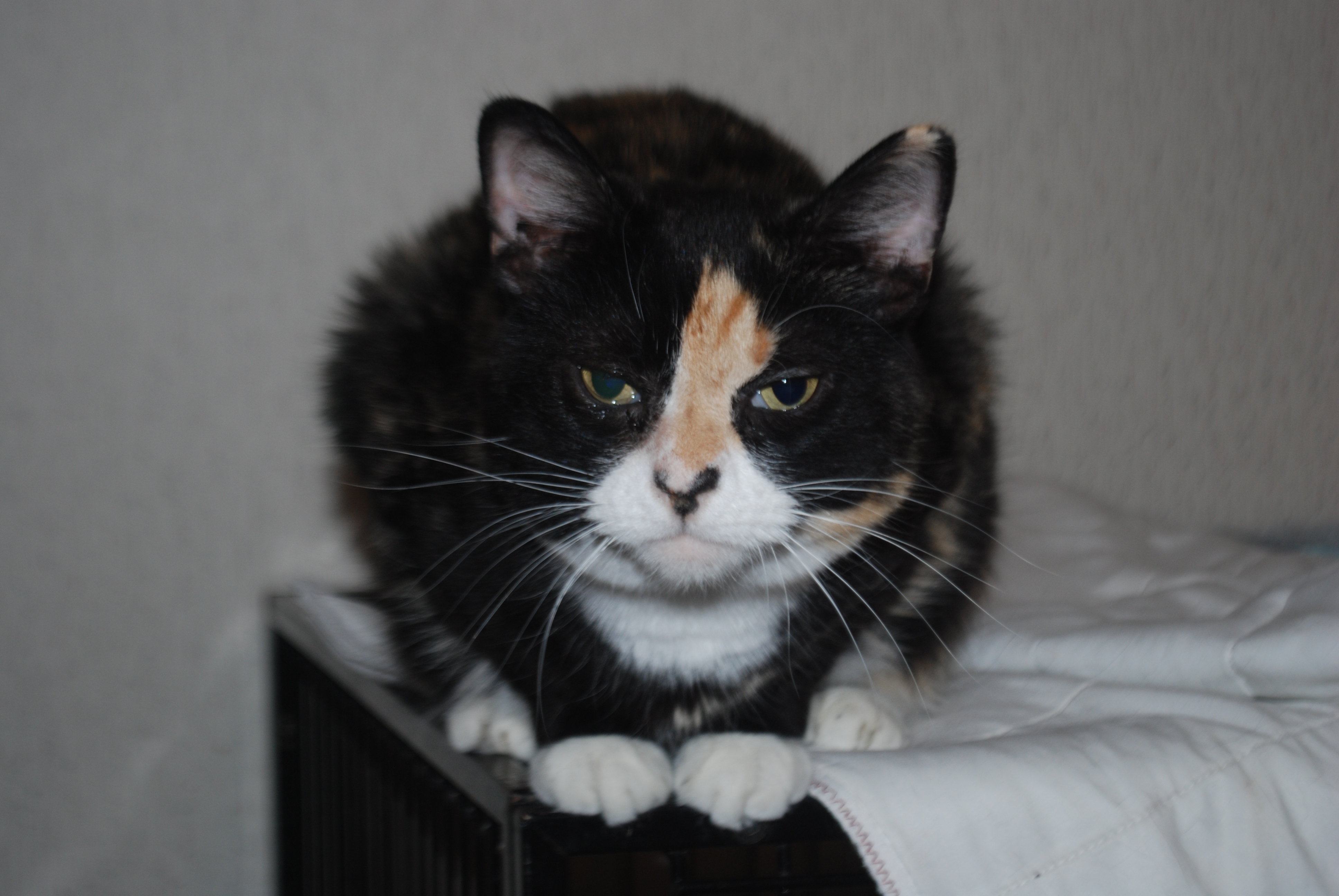 Willow, an adoptable Calico in Jefferson, OH, 44047 | Photo Image 2
