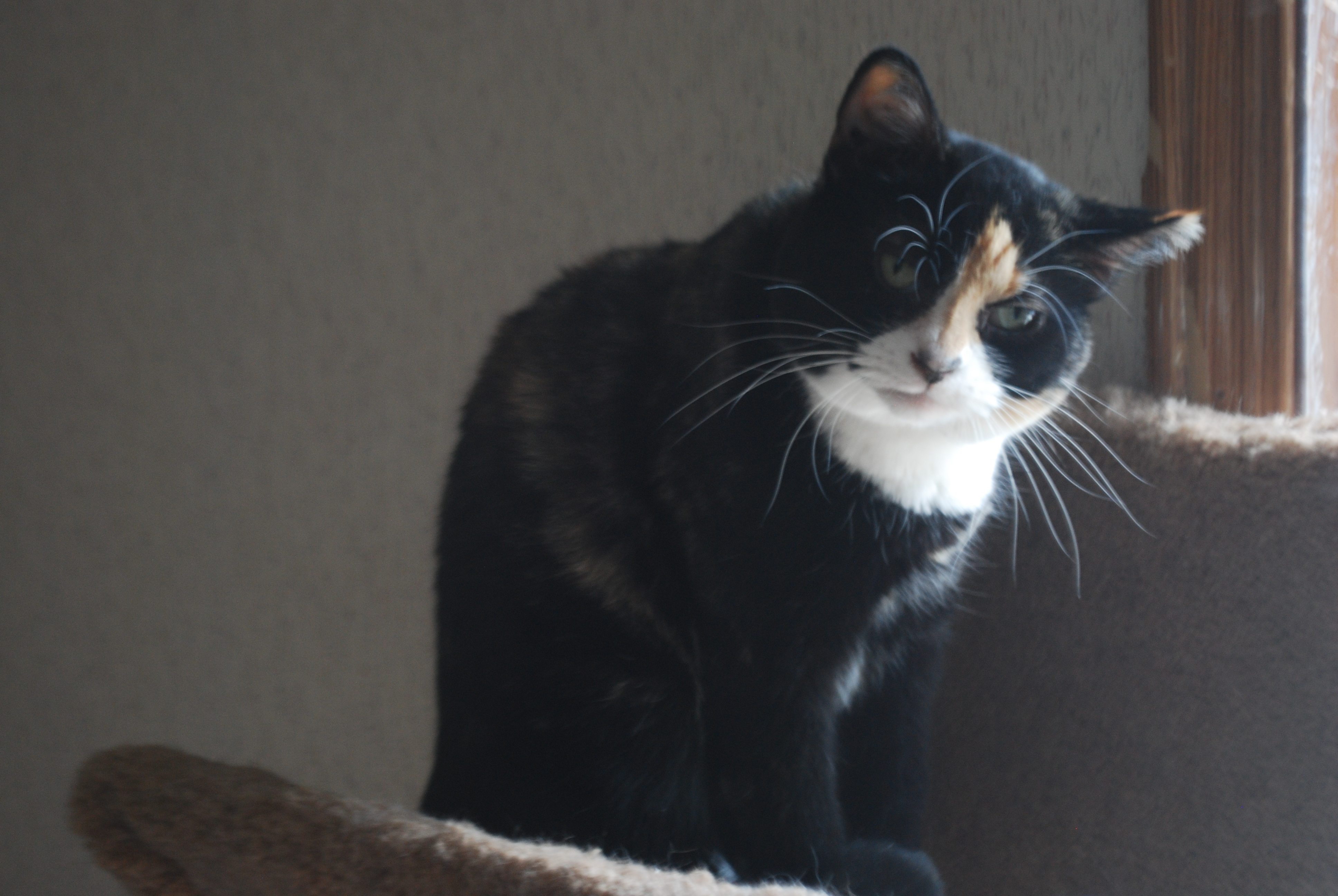 Willow, an adoptable Calico in Jefferson, OH, 44047 | Photo Image 4