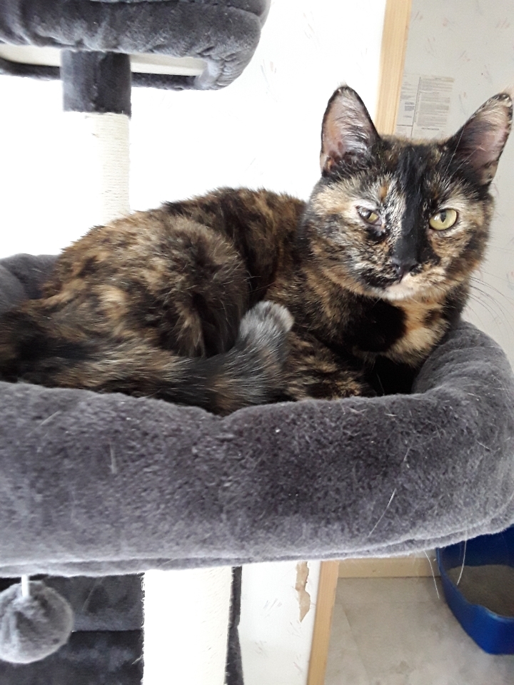 Lily, an adoptable Dilute Tortoiseshell in Jefferson, OH, 44047 | Photo Image 3