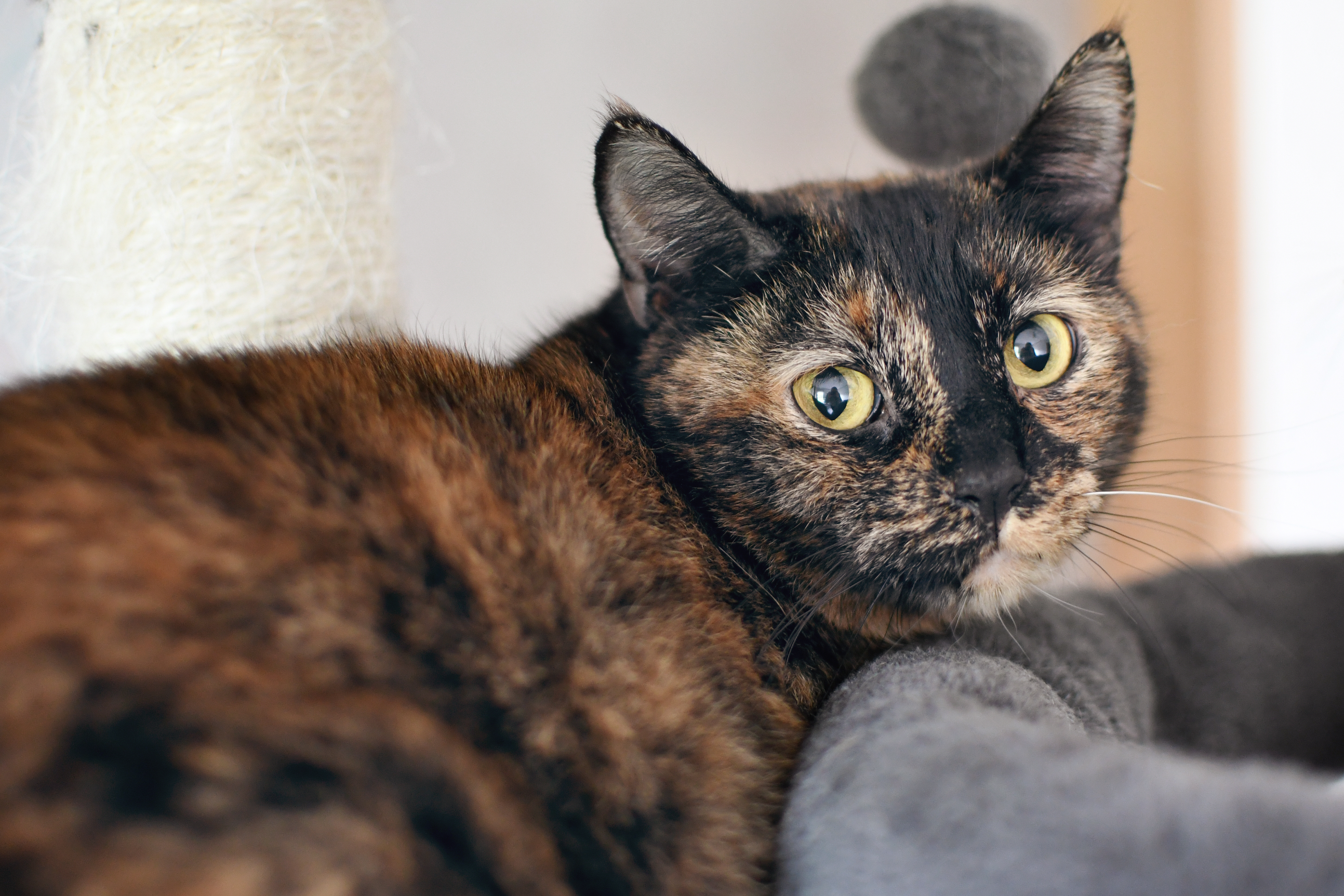 Lily, an adoptable Dilute Tortoiseshell in Jefferson, OH, 44047 | Photo Image 1