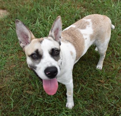 36331030 - Available 9/26, an adoptable Australian Cattle Dog / Blue Heeler in Inverness, FL, 34450 | Photo Image 4