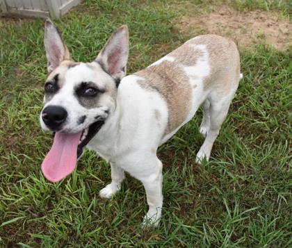 36331030 - Available 9/26, an adoptable Australian Cattle Dog / Blue Heeler in Inverness, FL, 34450 | Photo Image 5