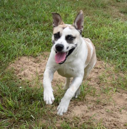 36331030 - Available 9/26, an adoptable Australian Cattle Dog / Blue Heeler in Inverness, FL, 34450 | Photo Image 6