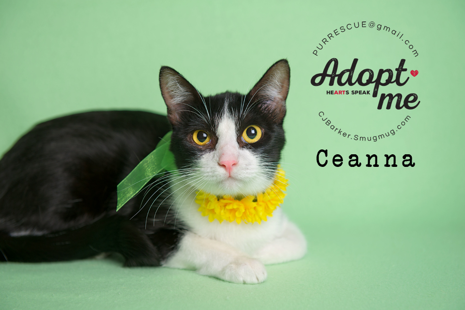 Ceanna, an adoptable Domestic Short Hair in Pearland, TX, 77584 | Photo Image 1