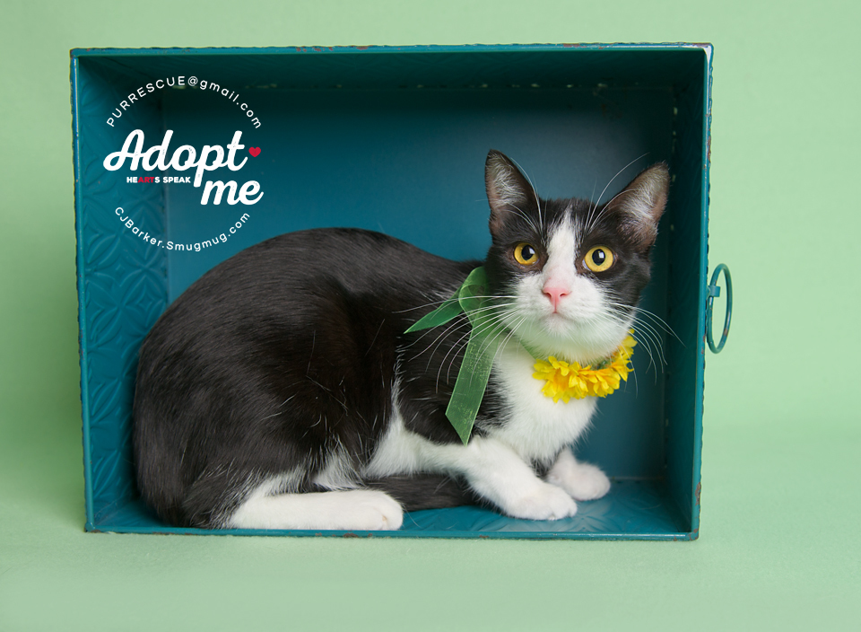 Ceanna, an adoptable Domestic Short Hair in Pearland, TX, 77584 | Photo Image 3