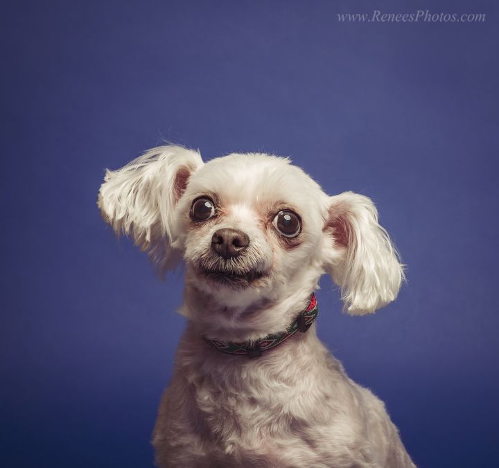 79+ Maltese Dog Mixed With Chihuahua