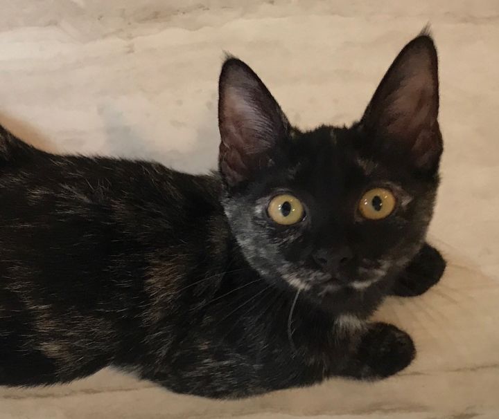 Cat For Adoption Trixie An Oriental Short Hair Tortoiseshell