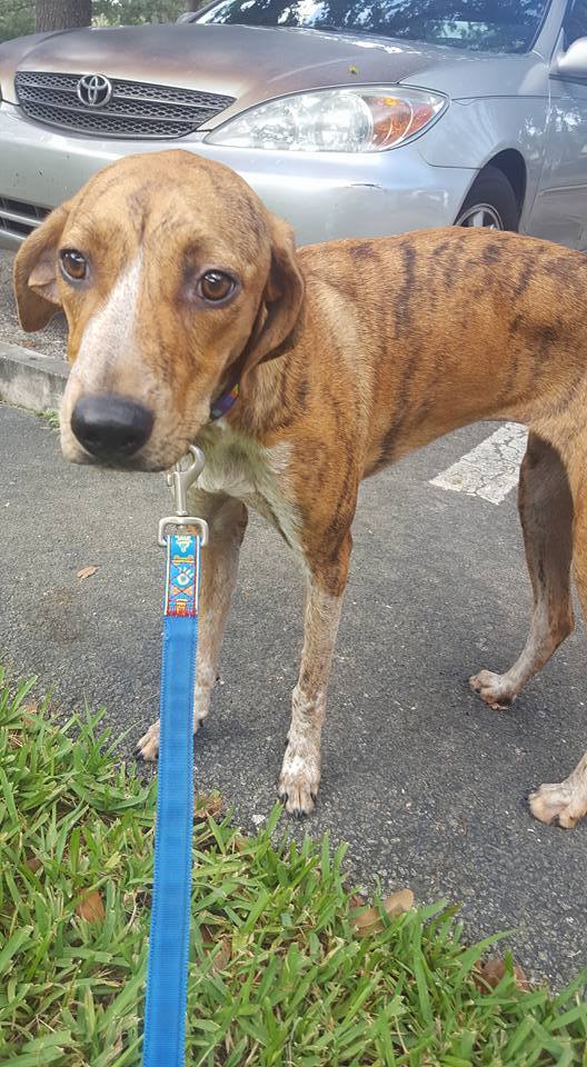 Lillie, an adoptable Hound in Loxahatchee, FL, 33470 | Photo Image 2