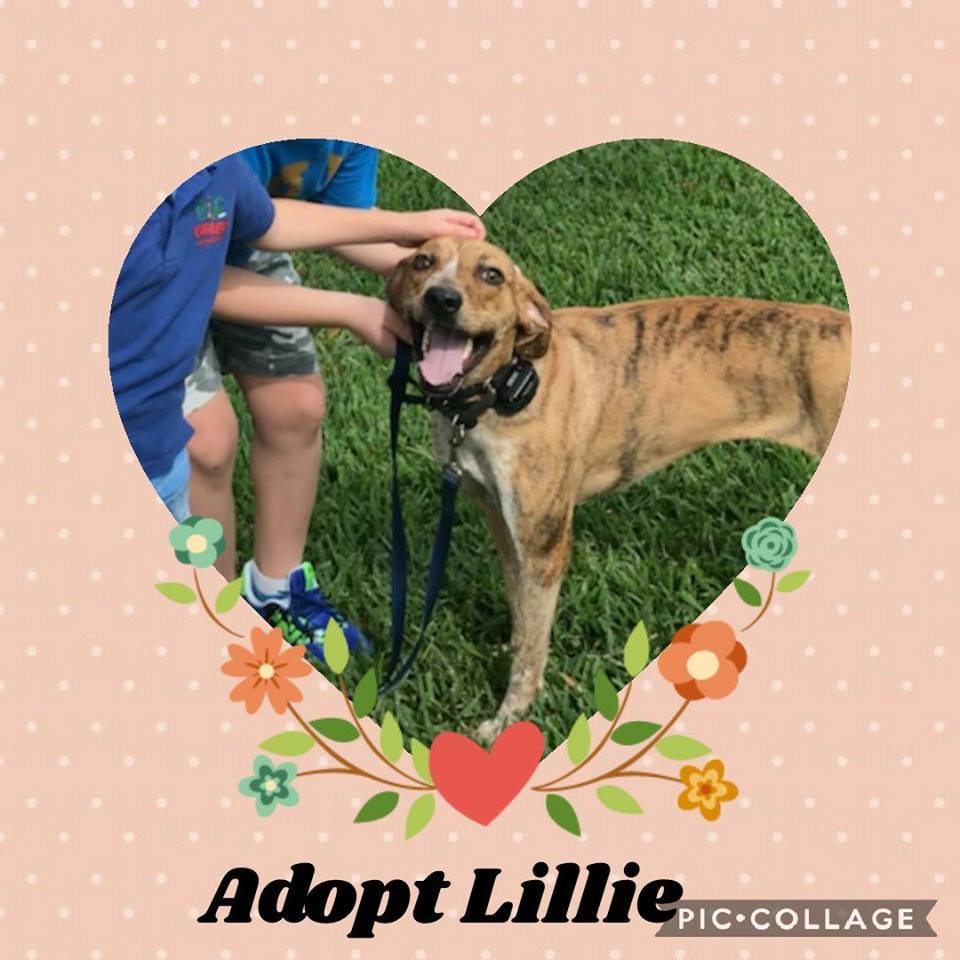 Lillie, an adoptable Hound in Loxahatchee, FL, 33470 | Photo Image 3