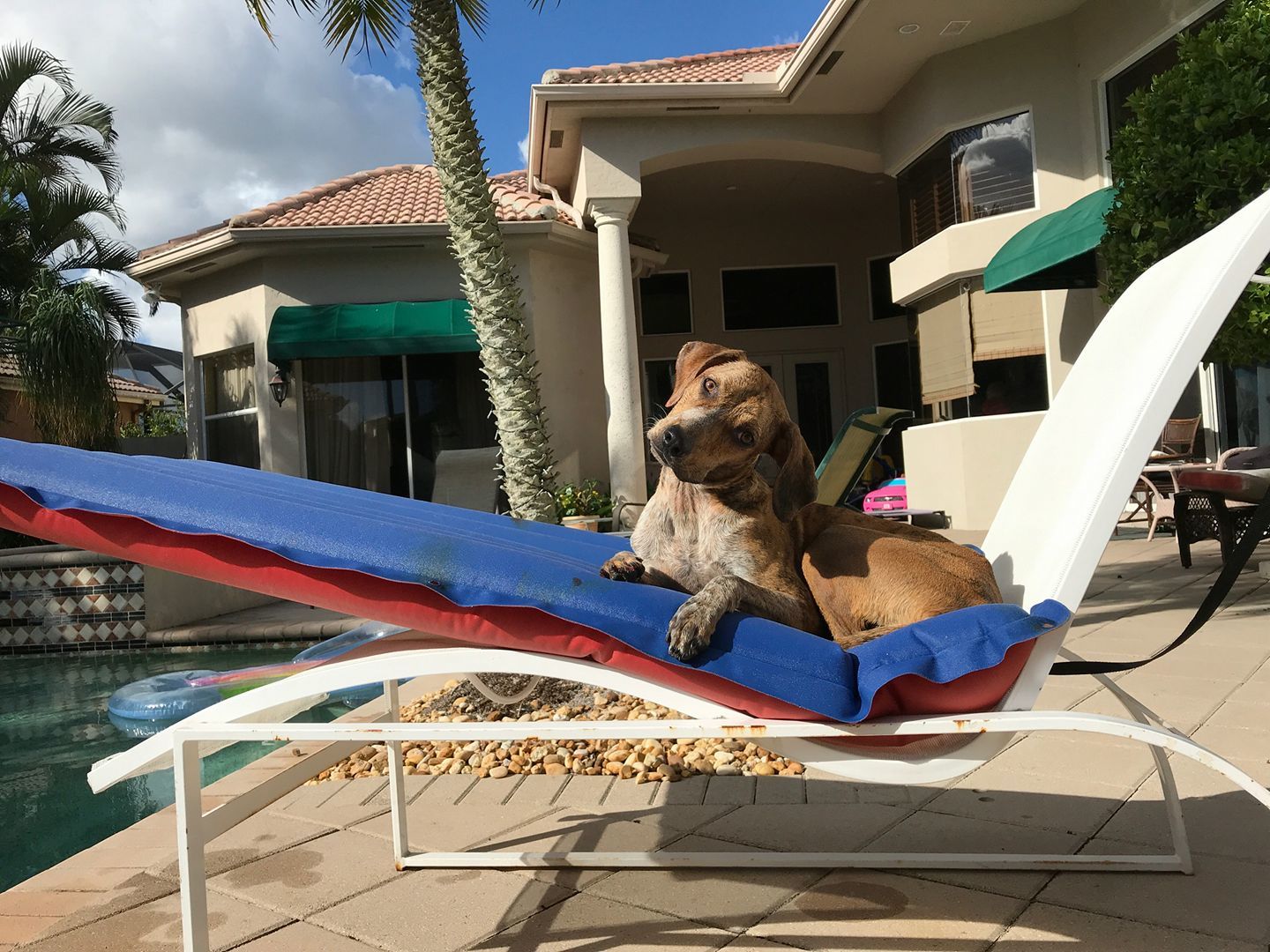 Lillie, an adoptable Hound in Loxahatchee, FL, 33470 | Photo Image 5