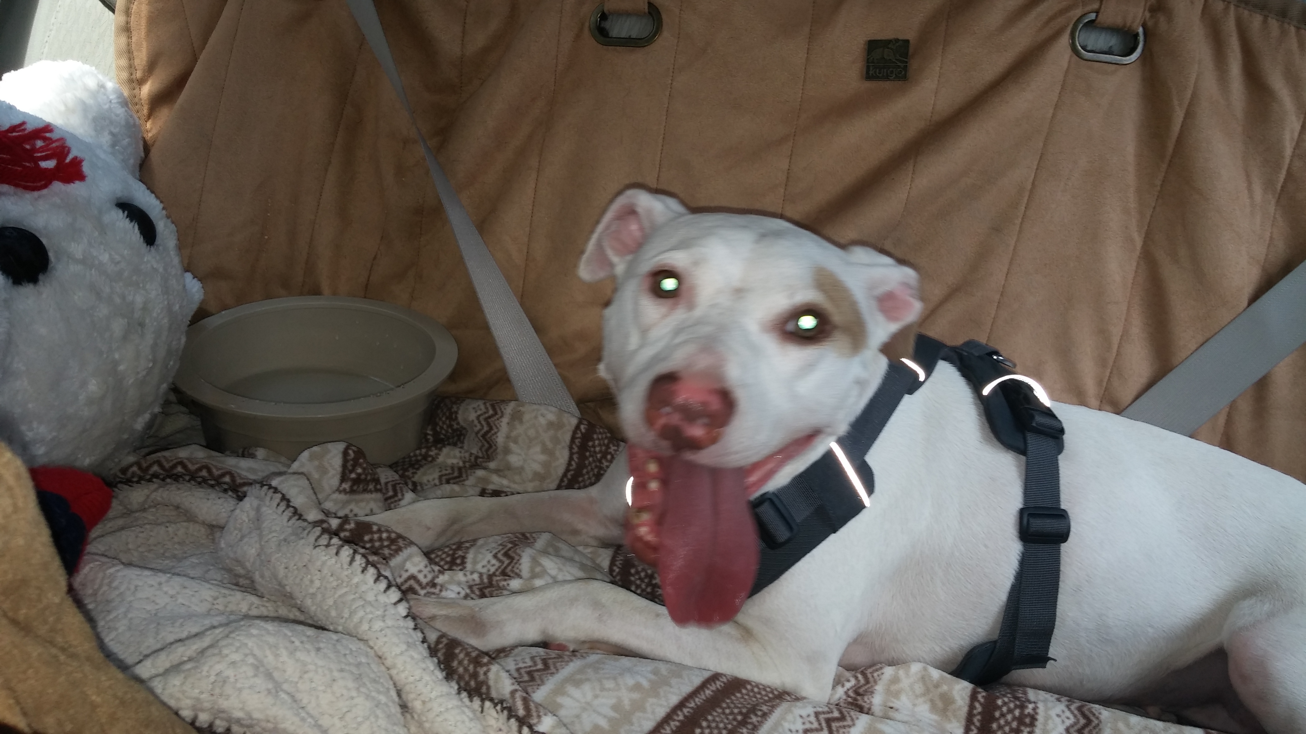 Petunia (ONLY DOG), an adoptable American Staffordshire Terrier in Beaverdam, VA, 23015 | Photo Image 1