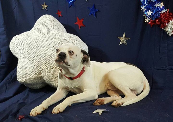Smooshie, an adopted American Bulldog & Labrador Retriever Mix in Gorham, ME_image-1