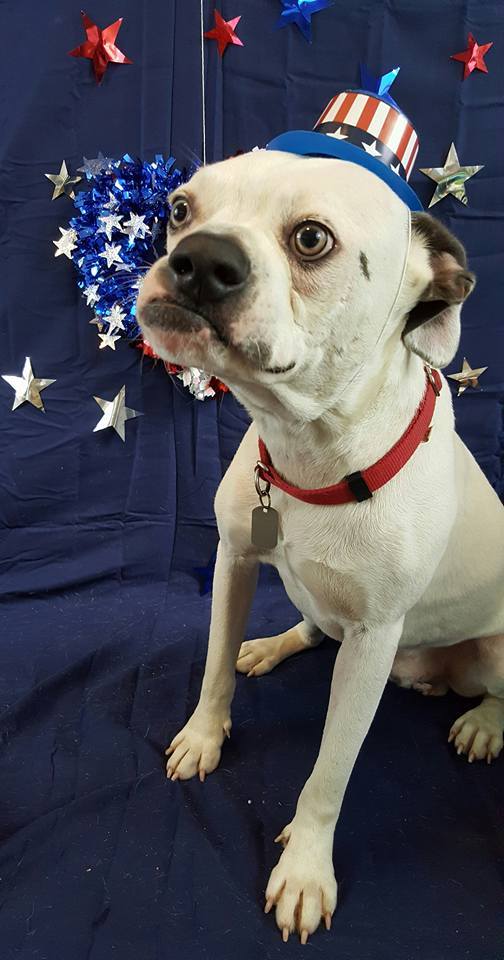 Smooshie, an adopted American Bulldog & Labrador Retriever Mix in Gorham, ME_image-3