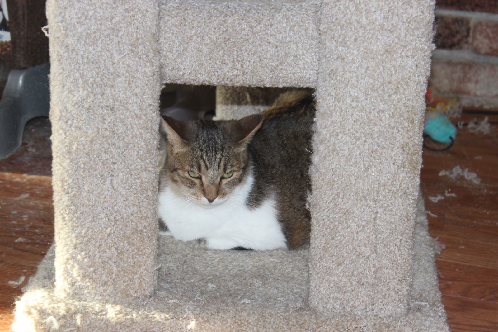 Penny, an adoptable Domestic Short Hair in Morgan Hill, CA, 95038 | Photo Image 1