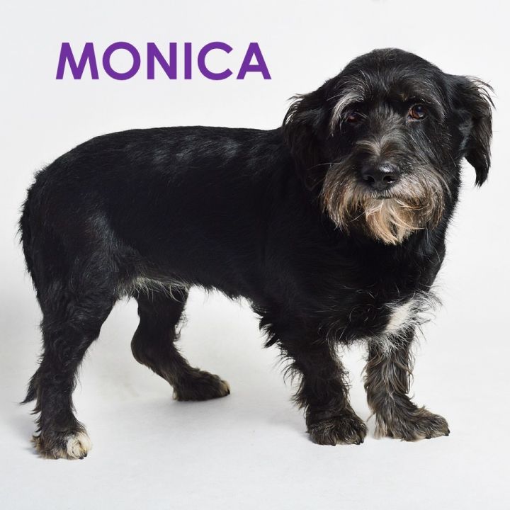 Monica (Los Angeles) 2