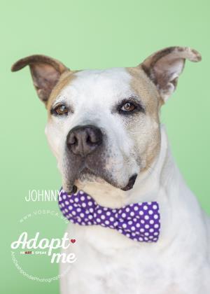 Johnny, an adoptable Pit Bull Terrier in Visalia, CA, 93277 | Photo Image 1