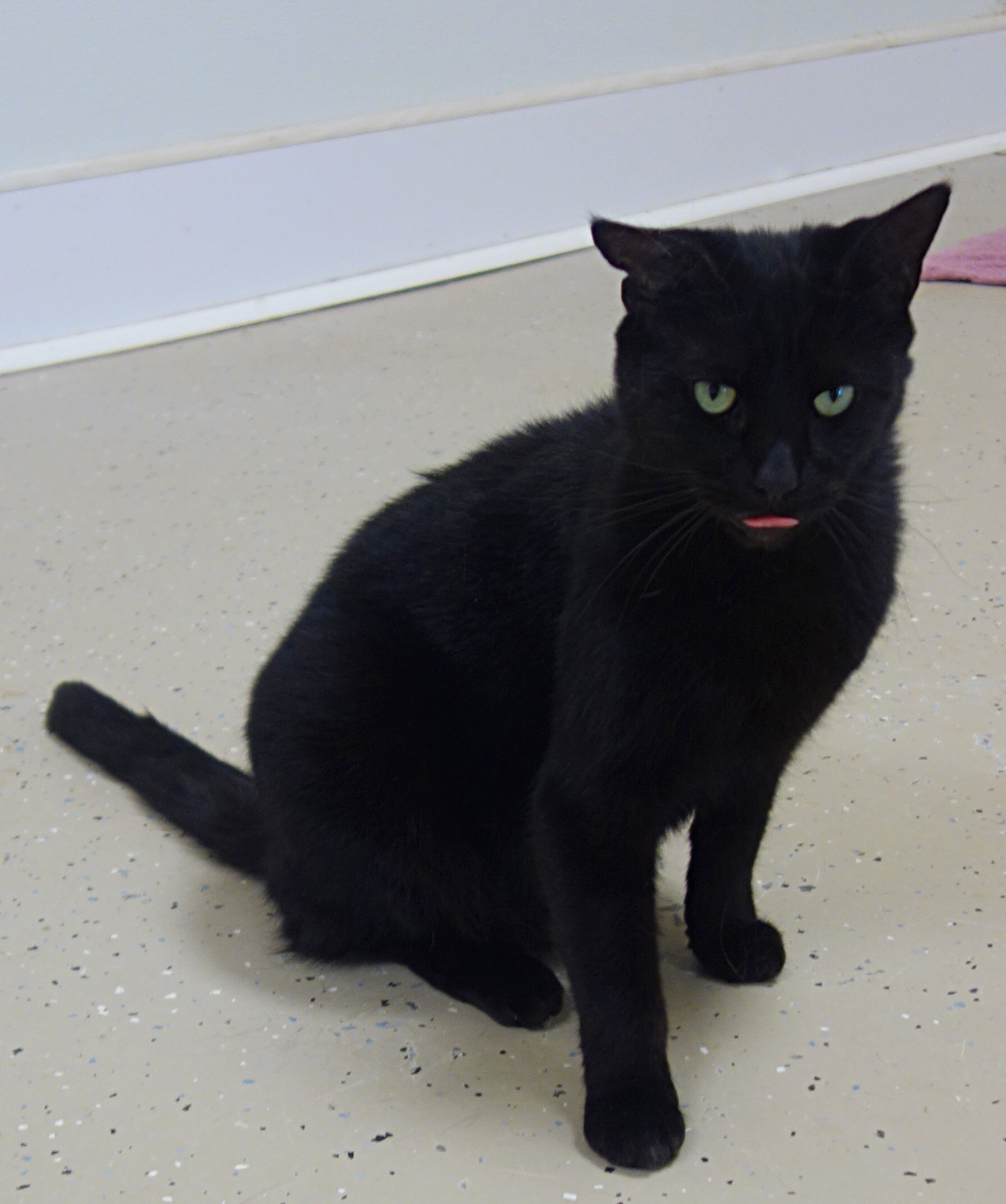 Indy, an adoptable Domestic Short Hair in Gouldsboro, PA, 18424 | Photo Image 3