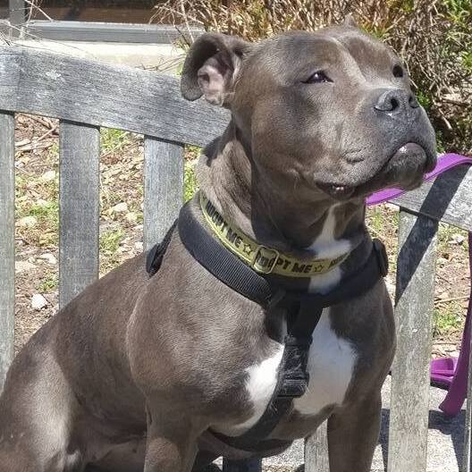 Fiona, an adoptable Pit Bull Terrier in Wayne, NJ, 07470 | Photo Image 2