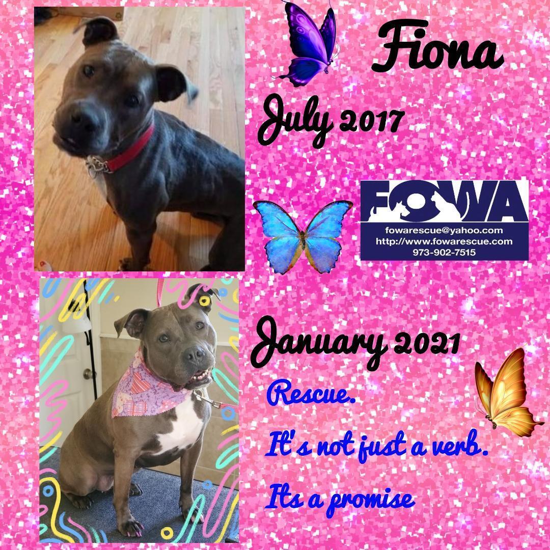 Fiona, an adoptable Pit Bull Terrier in Wayne, NJ, 07470 | Photo Image 3
