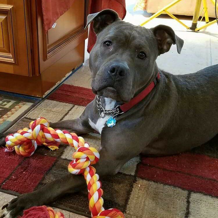 Fiona, an adoptable Pit Bull Terrier in Wayne, NJ, 07470 | Photo Image 4