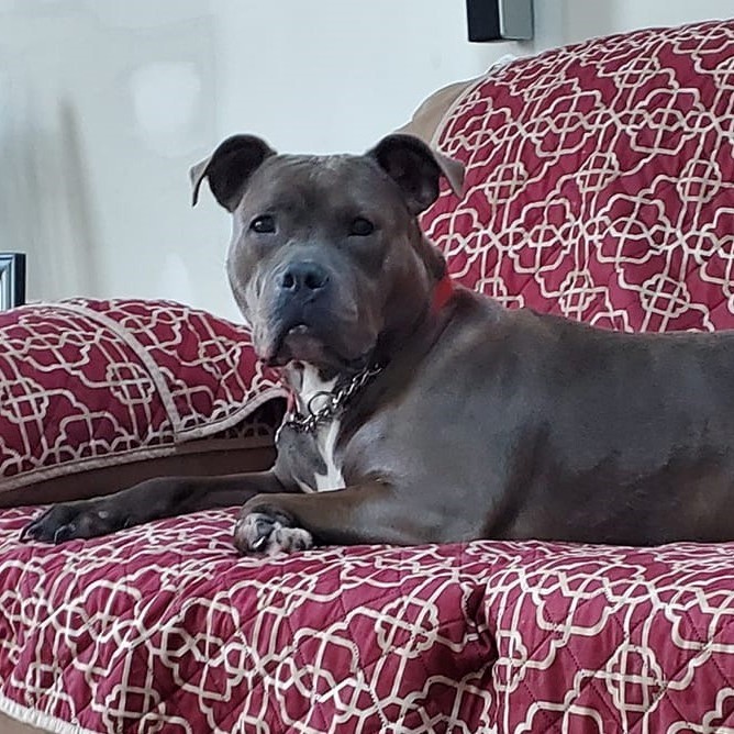 Fiona, an adoptable Pit Bull Terrier in Wayne, NJ, 07470 | Photo Image 5