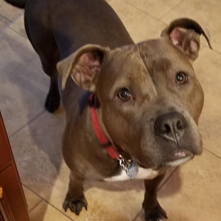 Fiona, an adoptable Pit Bull Terrier in Wayne, NJ, 07470 | Photo Image 6