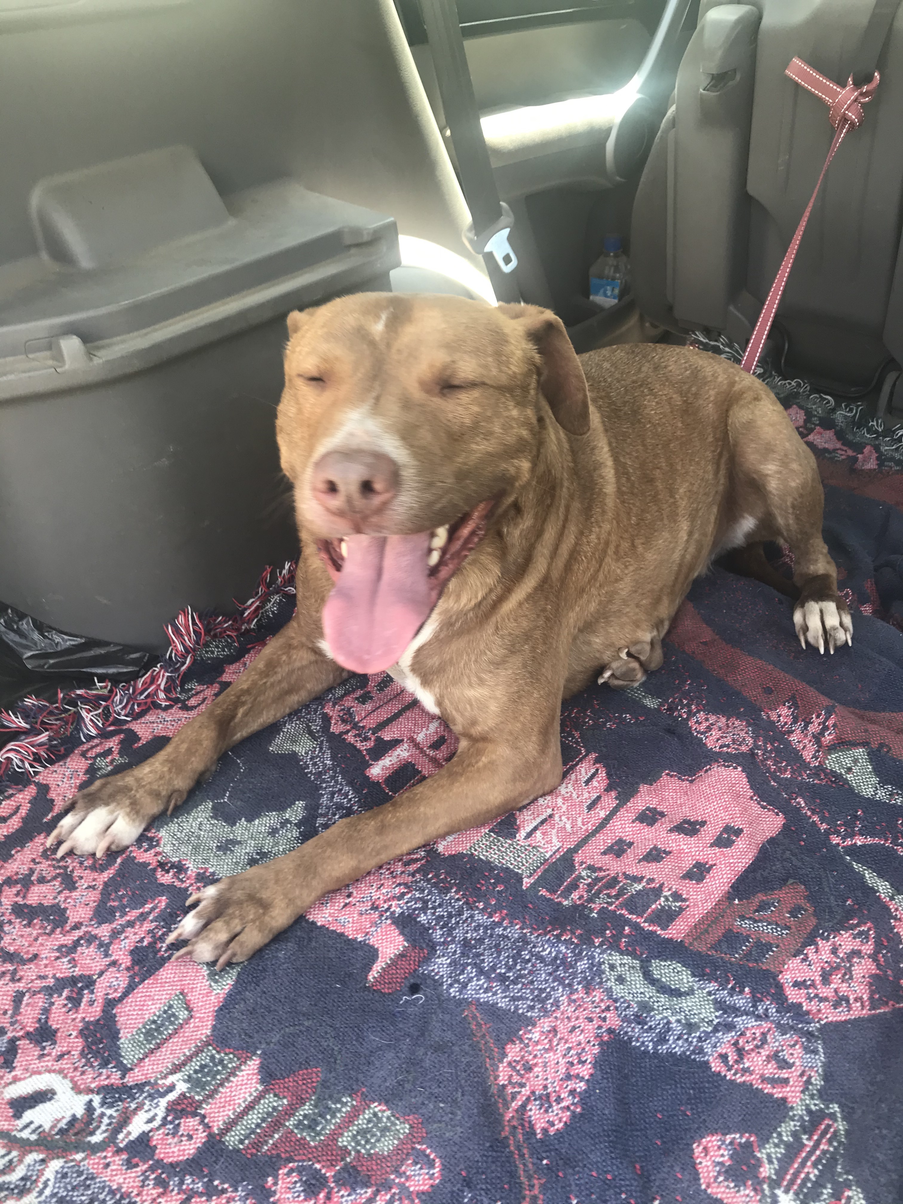 Zion, an adoptable Pit Bull Terrier, Labrador Retriever in Oakhurst, CA, 93644 | Photo Image 2