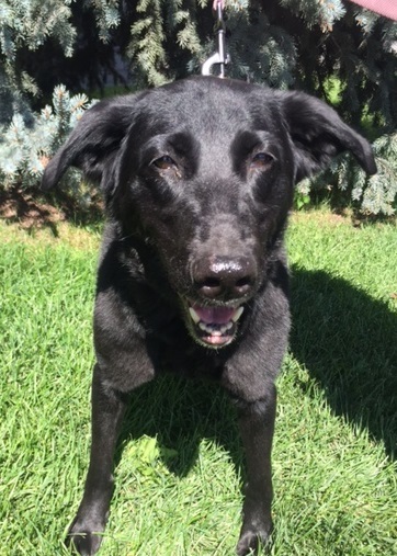 45+ Black Lab Border Collie Mix Size