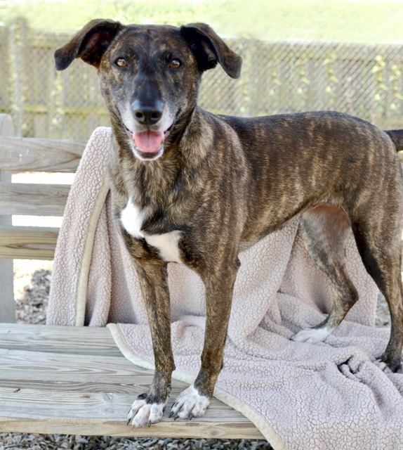 Kabuki, an adoptable Whippet, Boxer in Cincinnati, OH, 45227 | Photo Image 2