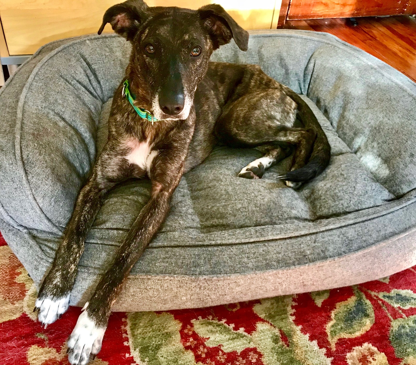 Kabuki, an adoptable Whippet, Boxer in Cincinnati, OH, 45227 | Photo Image 3