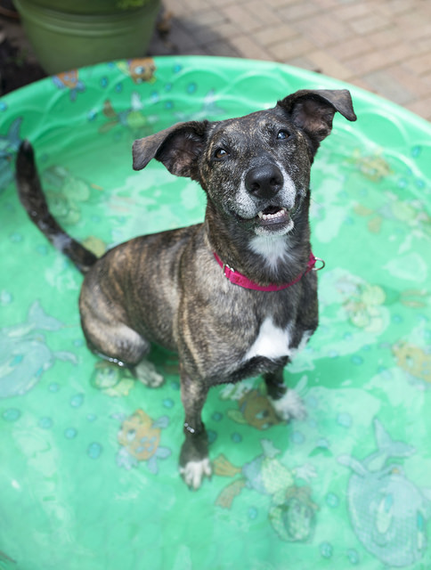 Kabuki, an adoptable Whippet, Boxer in Cincinnati, OH, 45227 | Photo Image 4