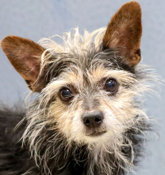 Dog For Adoption Wawa A Yorkshire Terrier Wirehaired Terrier