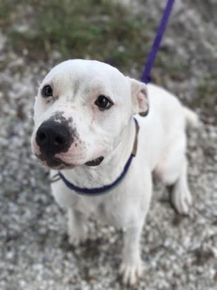 Calla, an adopted Mixed Breed in Bradenton, FL_image-1