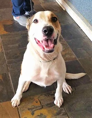 Georgia, an adoptable Collie, Greyhound in Hewitt, NJ, 07421 | Photo Image 1