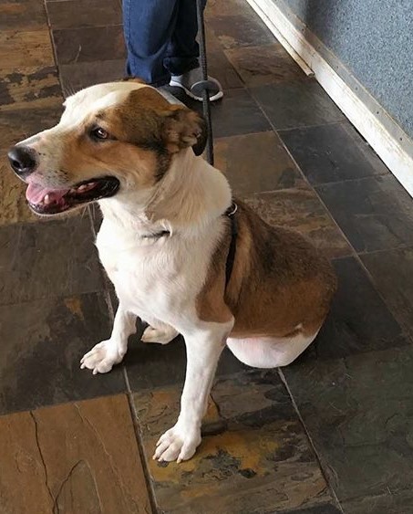 Georgia, an adoptable Collie, Greyhound in Hewitt, NJ, 07421 | Photo Image 2
