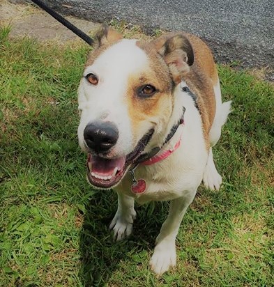 Georgia, an adoptable Collie, Greyhound in Hewitt, NJ, 07421 | Photo Image 3