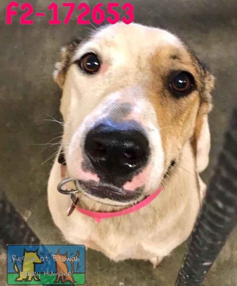 Georgia, an adoptable Collie, Greyhound in Hewitt, NJ, 07421 | Photo Image 4