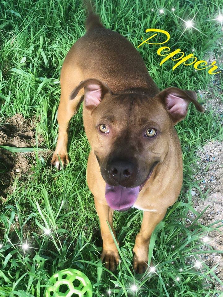 Pepper, an adoptable Pit Bull Terrier, Chesapeake Bay Retriever in Staley, NC, 27355 | Photo Image 1