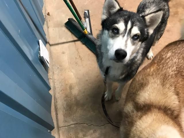 Annalise, an adoptable Alaskan Malamute, Siberian Husky in Cumming, GA, 30028 | Photo Image 1