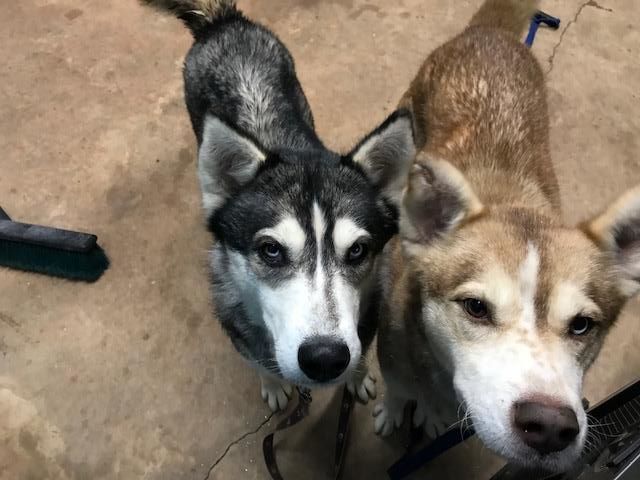 Annalise, an adoptable Alaskan Malamute, Siberian Husky in Cumming, GA, 30028 | Photo Image 2