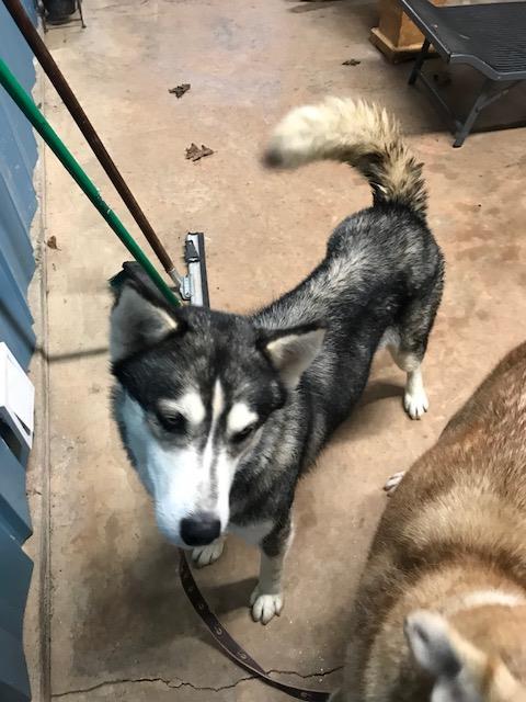 Annalise, an adoptable Alaskan Malamute, Siberian Husky in Cumming, GA, 30028 | Photo Image 3