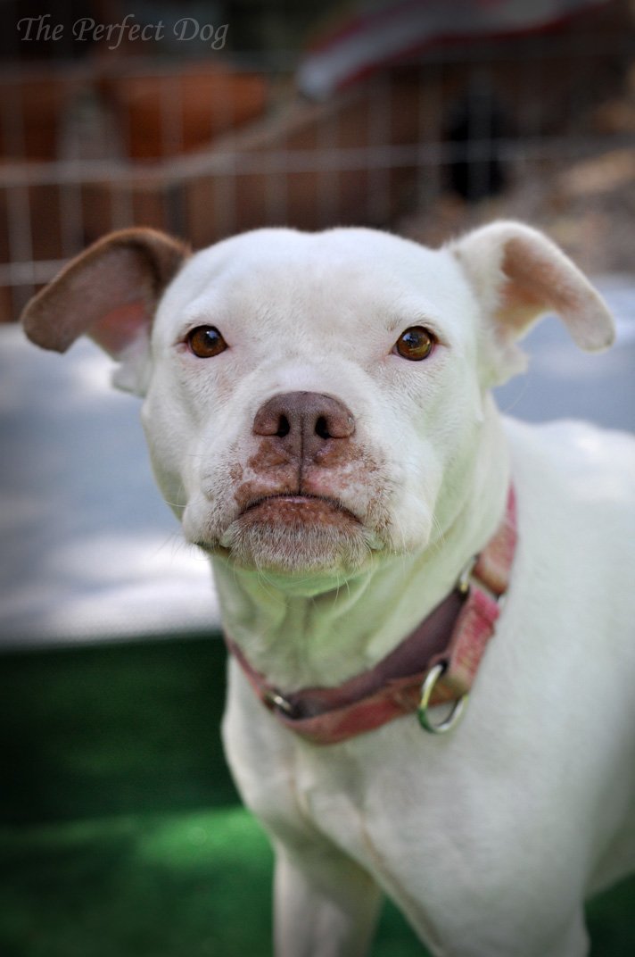 Ivy, an adoptable Pit Bull Terrier in Fremont, CA, 94538 | Photo Image 2